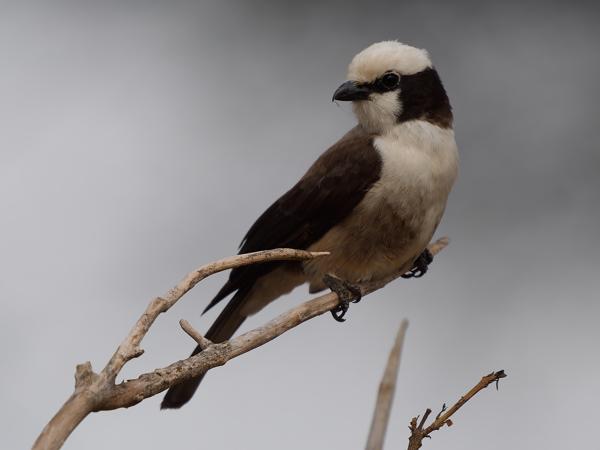 <h3><a href="/trips/tanzania/biota/animalia/chordata/aves/040 passeriformes/048 laniidae/eurocephalus ruppelli/eurocephalus ruppelli-nl.html">Eurocephalus&nbsp;ruppelli</a> / Northern&nbsp;white‑crowned&nbsp;shrike / Rüppells&nbsp;witkruinklauwier</h3>OM-1 Mark II met OLYMPUS M.150-400mm F4.5 TC, 1/2000 sec  bij F5.6, ISO 500, afstand 8.72&nbsp;m
